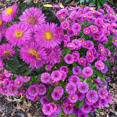 Aster dumosus 'Starlight' - Madal aster 'Starlight' P9/0,55L